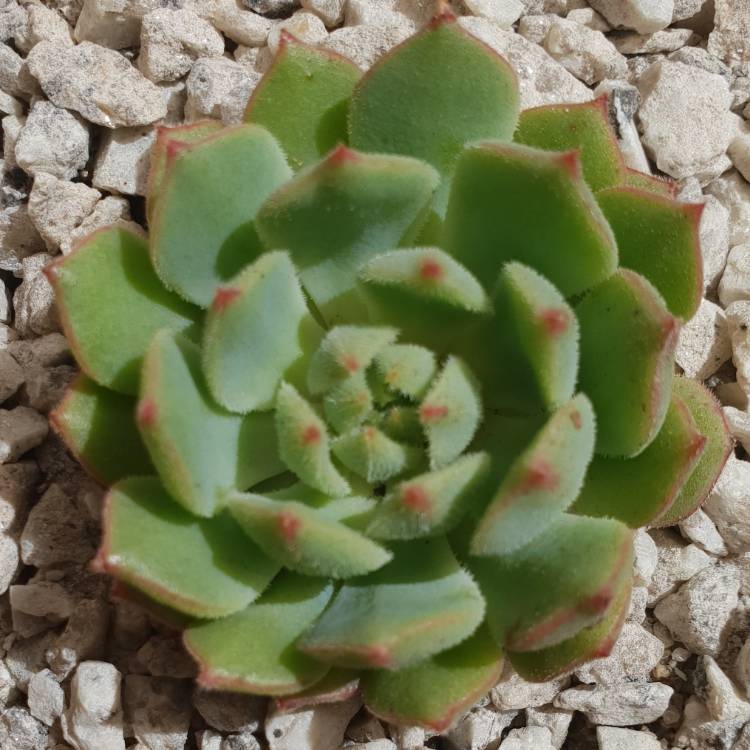 Plant image Echeveria Derosa