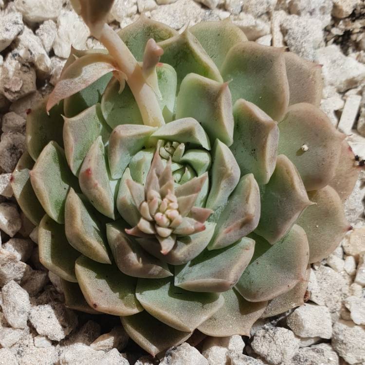 Plant image Echeveria Hyalina