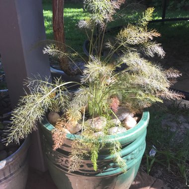 Foeniculum vulgare 'Giant Bronze' syn. Ferula 'Giant Bronze', Ferula communis 'Giant Bronze'