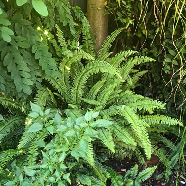 Dryopteris