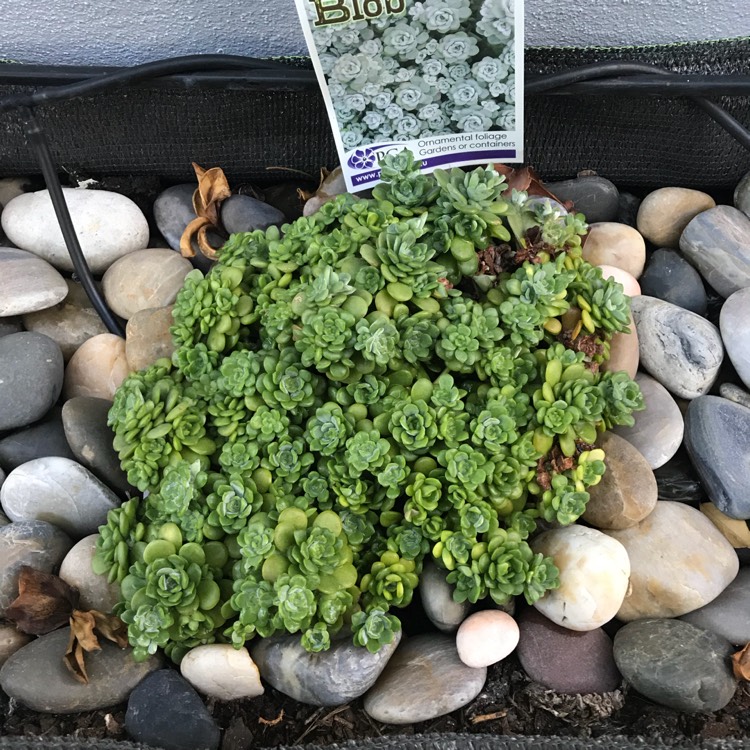 Plant image Sedum spurium 'Silver Blob'