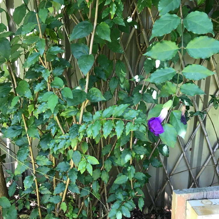 Plant image Thunbergia erecta