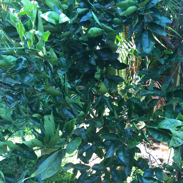 Plant image Citrus sinensis