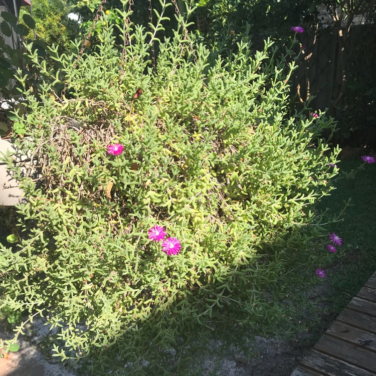 Plant image Mesembryanthemum bellidiformis 'Mauve Pigface' syn. Cleretum cuneifolium;Cleretum limpidum