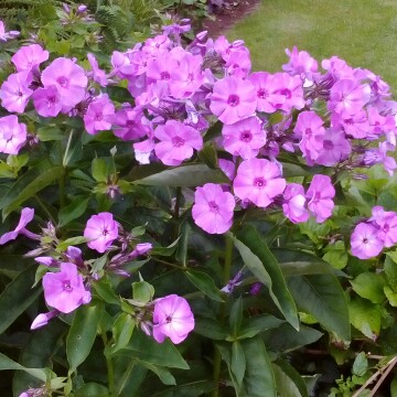 Plant image Phlox paniculata 'Blue Paradise'