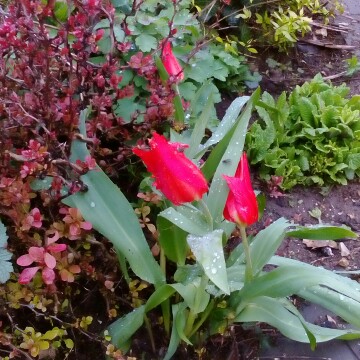 Plant image Tulipa 'Scarlet Baby'