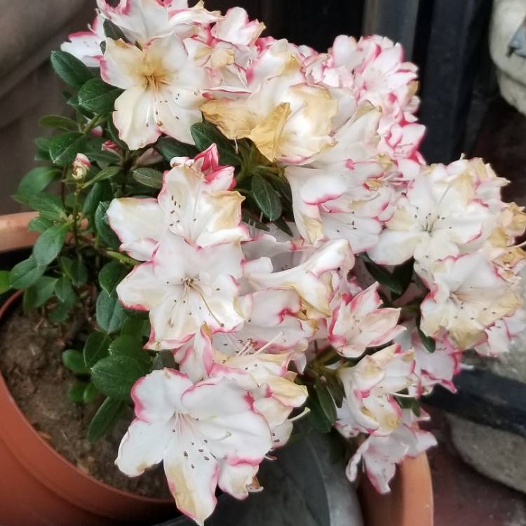 Plant image Rhododendron 'Apple Blossom'