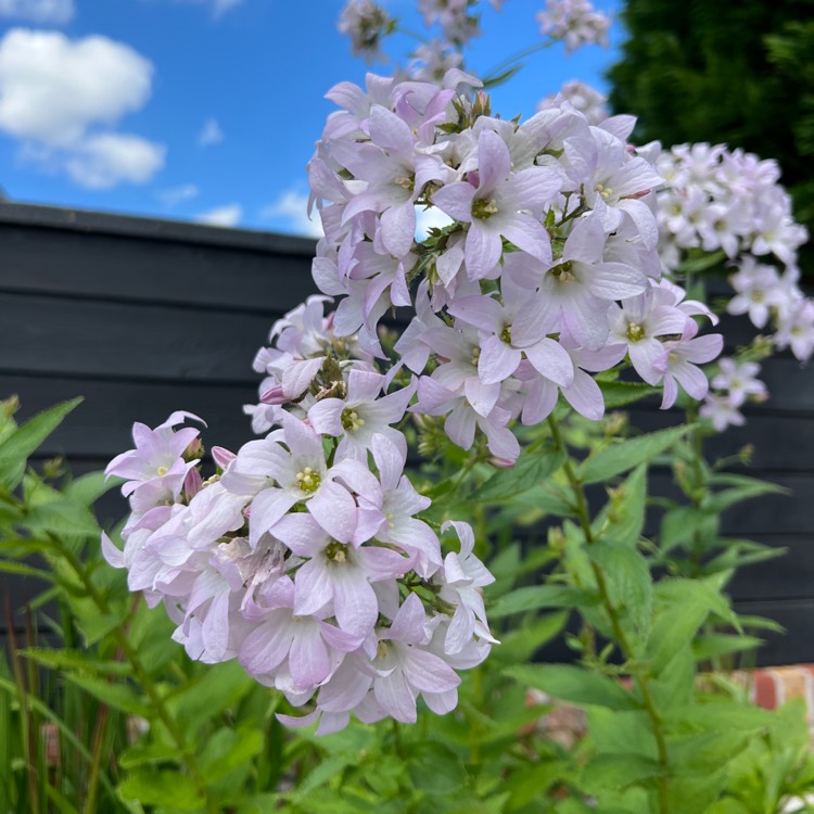 Plant image Campanula lactiflora 'Alba'