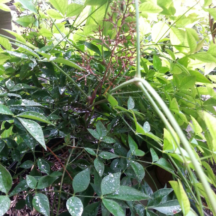 Plant image Nandina domestica 'Obsessed'