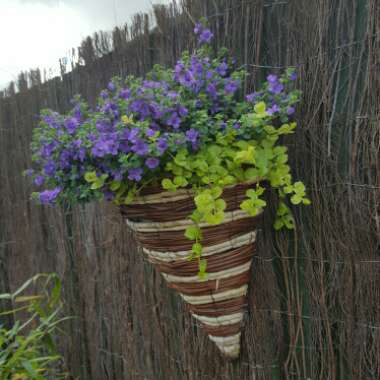 Bacopa scopia 'Double Lavender'