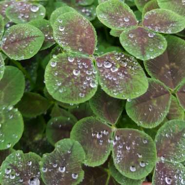 Trifolium repens 'Purpurascens Quadrifolium'