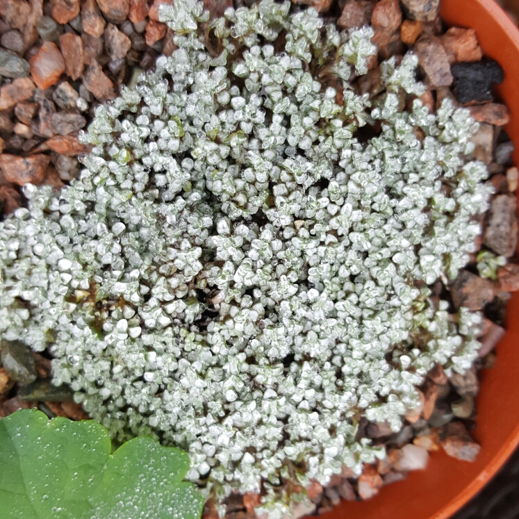 Plant image Raoulia Australis