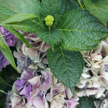 Hydrangea macrophylla 'Altona'