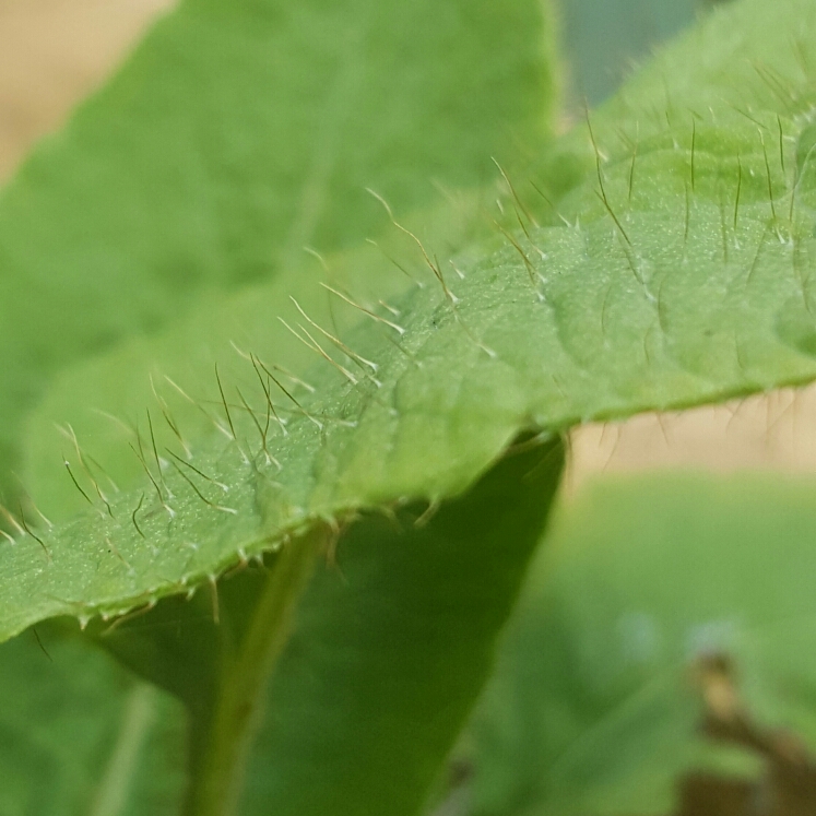 Plant image Meconopsis baileyi