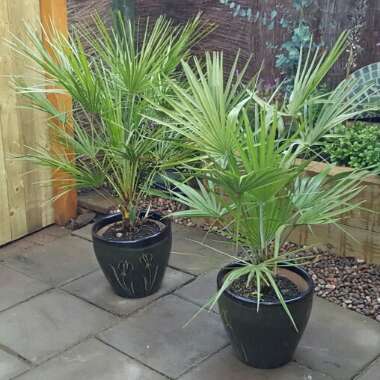 Chamaerops humilis