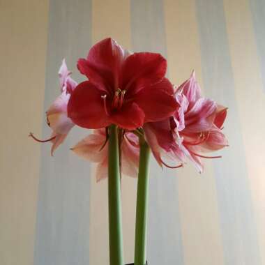 Hippeastrum