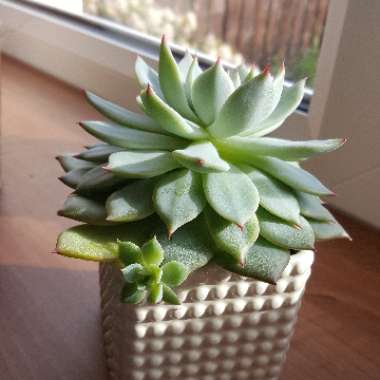 Echeveria Pulidonis