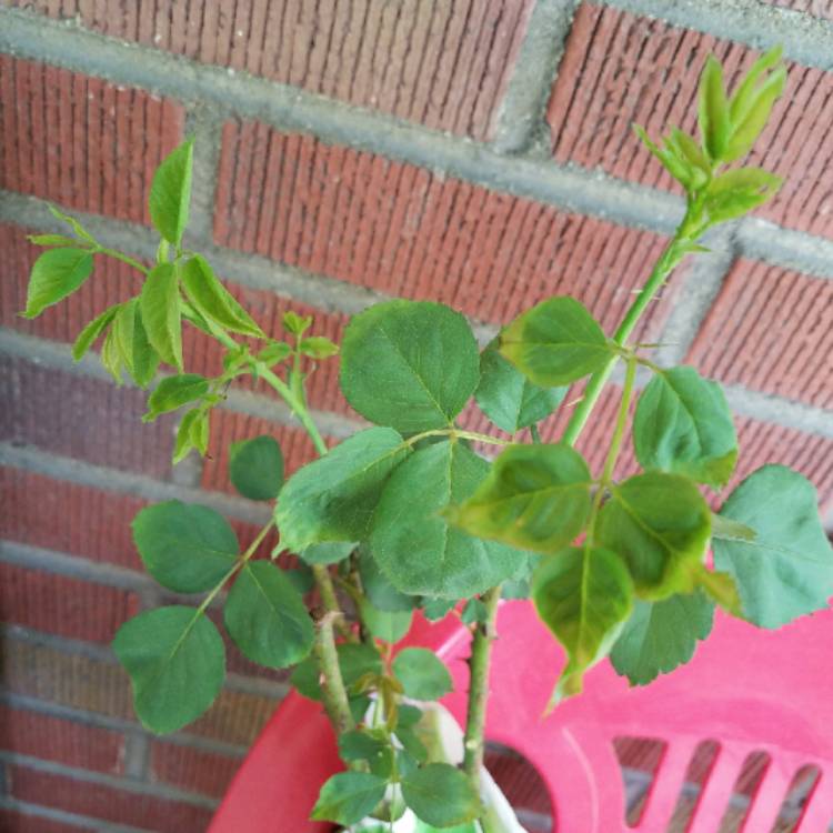 Plant image Rosa 'Pink Peace'