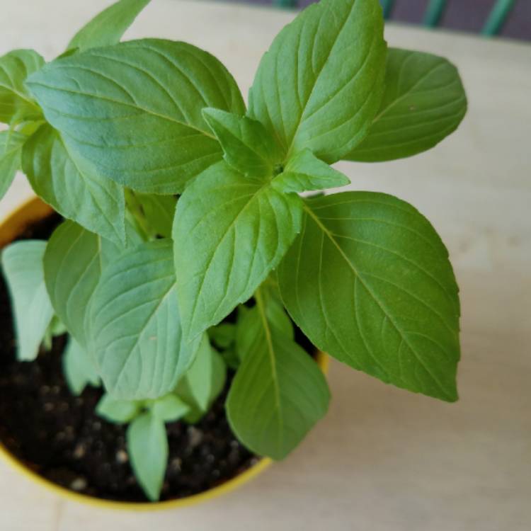 Plant image Ocimum basilicum 'Mrs Burns' Lemon' syn. Ocimum basilicum 'Mrs Burns'