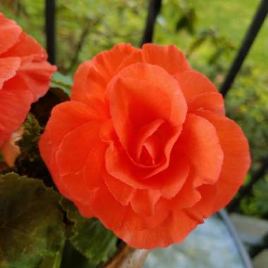 Tuberous Begonia