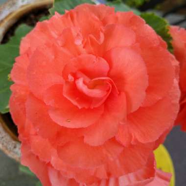 Tuberous Begonia