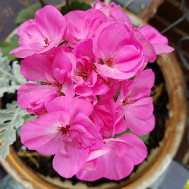 Cranesbill (Geranium)