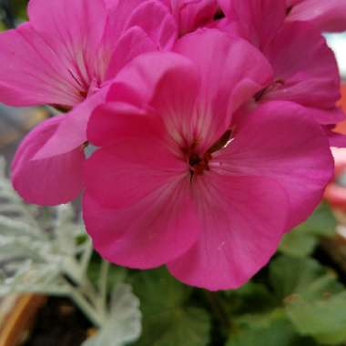 Cranesbill (Geranium)