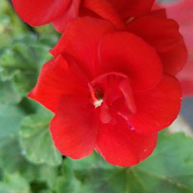 Cranesbill (Geranium)