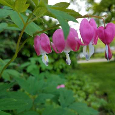 Common Bleeding Heart