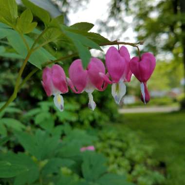 Common Bleeding Heart