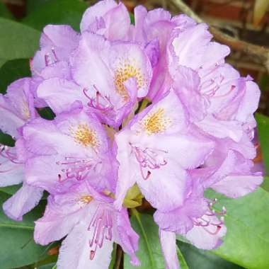 Rhododendron