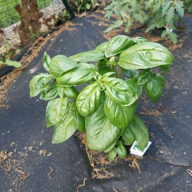 Basil