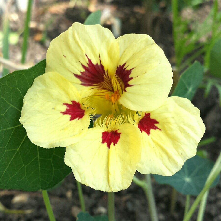 Plant image Tropaeolum majus 'Ladybird Cream Purple Spot'