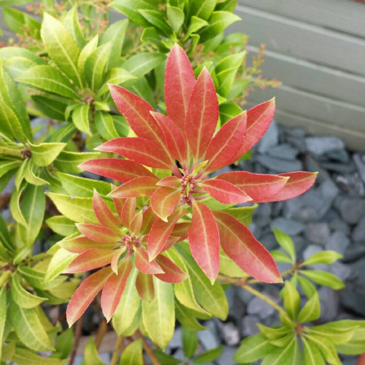 Plant image Pieris japonica 'Katsura'