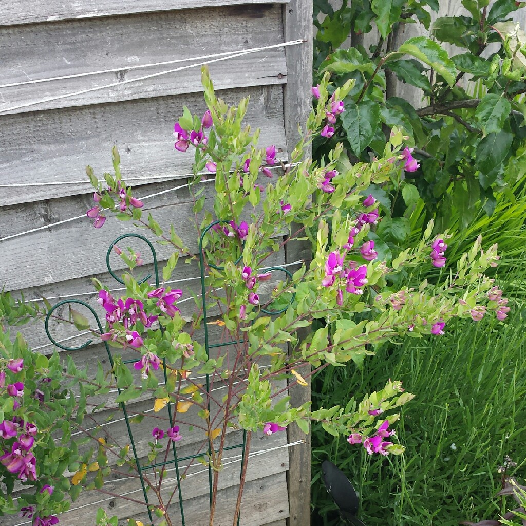 Plant image Polygala myrtifolia