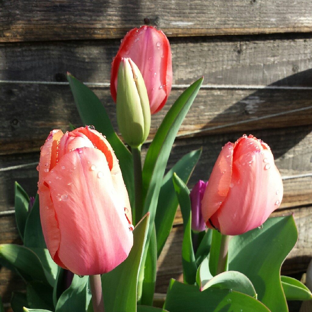 Plant image Tulipa 'Apricot Beauty'