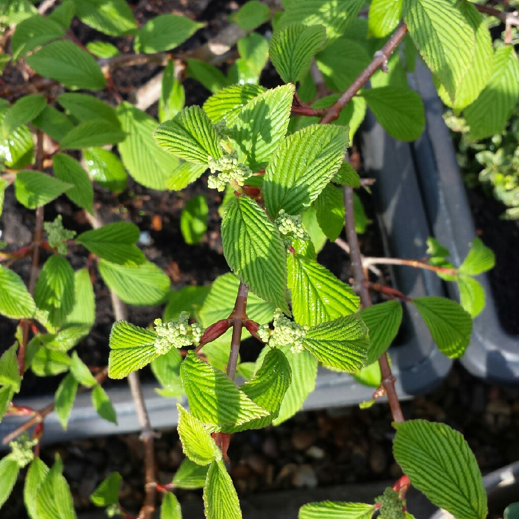 Viburnum plicatum f. tomentosum 'Mariesii' syn. Viburnum mariesii