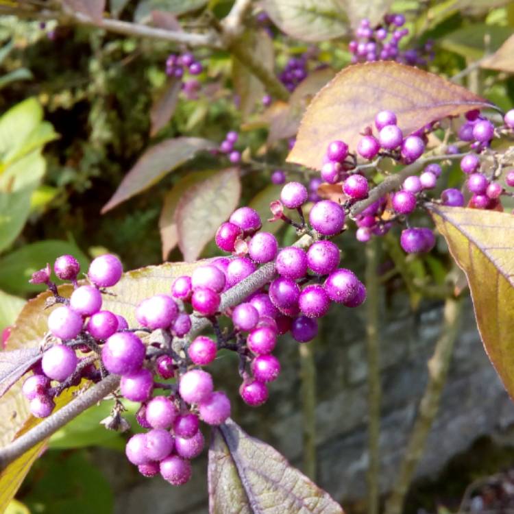 Plant image Callicarpa Americana