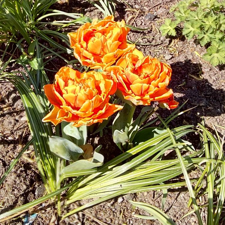 Plant image Tulipa 'Orange Princess'