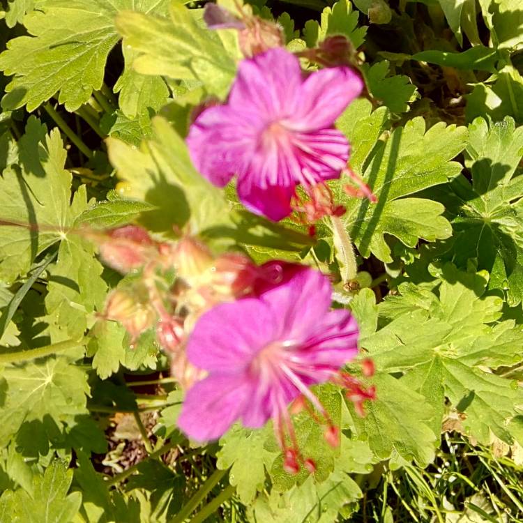 Plant image Geranium macrorrhizum 'Ingwersen's Variety'