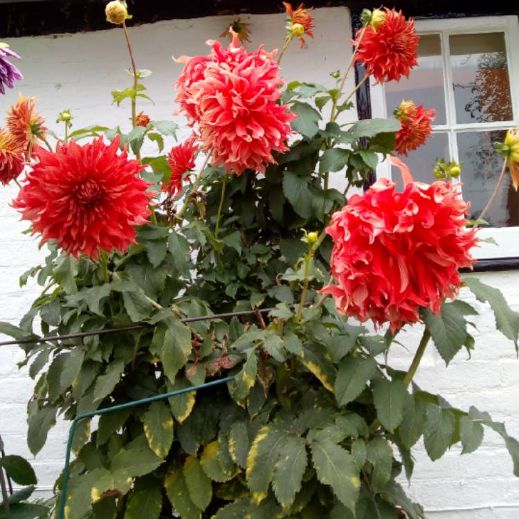 Plant image Dahlia 'Bryn Terfel'