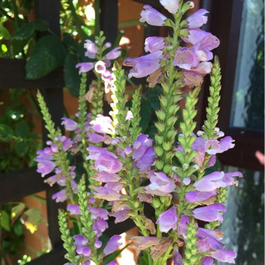 Obedient plant 'Vivid'