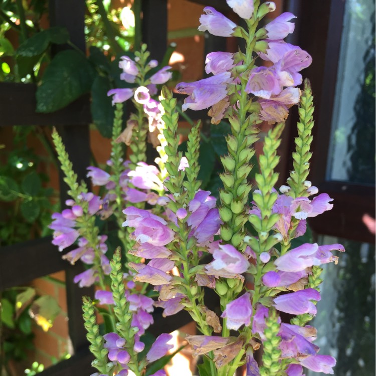 Plant image Physostegia virginiana 'Vivid'