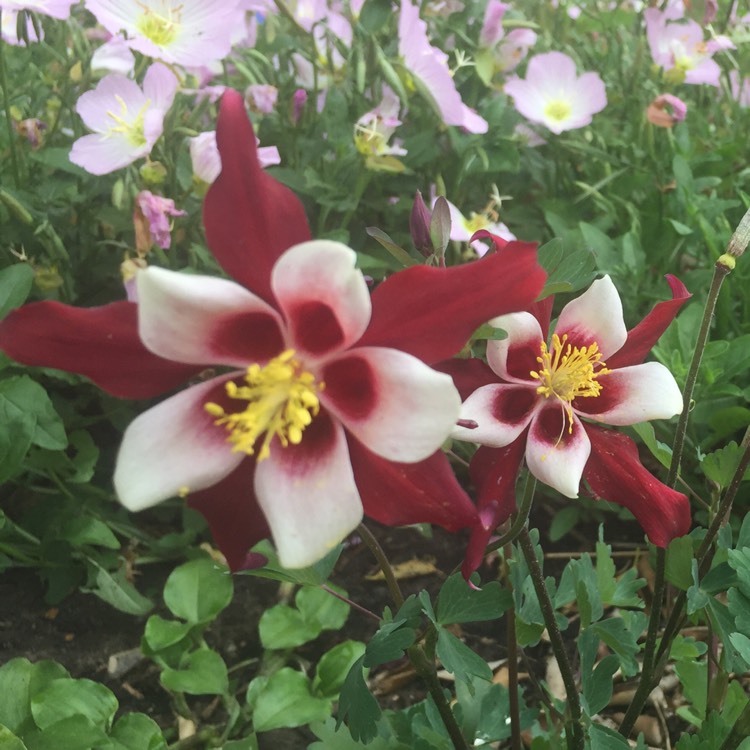 Plant image Aquilegia 'Red Hobbit'