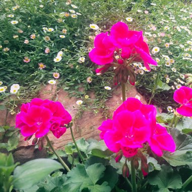 Pelargonium 'Calliope Big Rose' (Calliope Big Series)