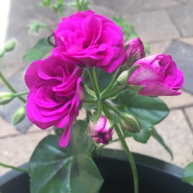 Pelargonium 'Pacblusy' syn. Pelargonium 'Blue Sybil'