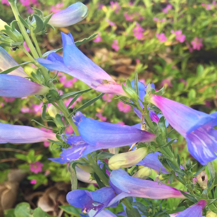 Plant image Penstemon 'Electric Blue'