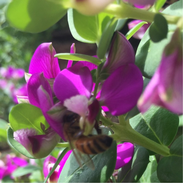 Plant image Polygala myrtifolia