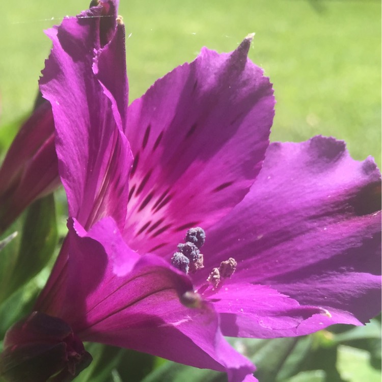 Plant image Alstroemeria 'Tesindie' (Inticancha Series) syn. Alstroemeria 'Inticancha Indigo'