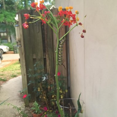 Tropical Milkweed